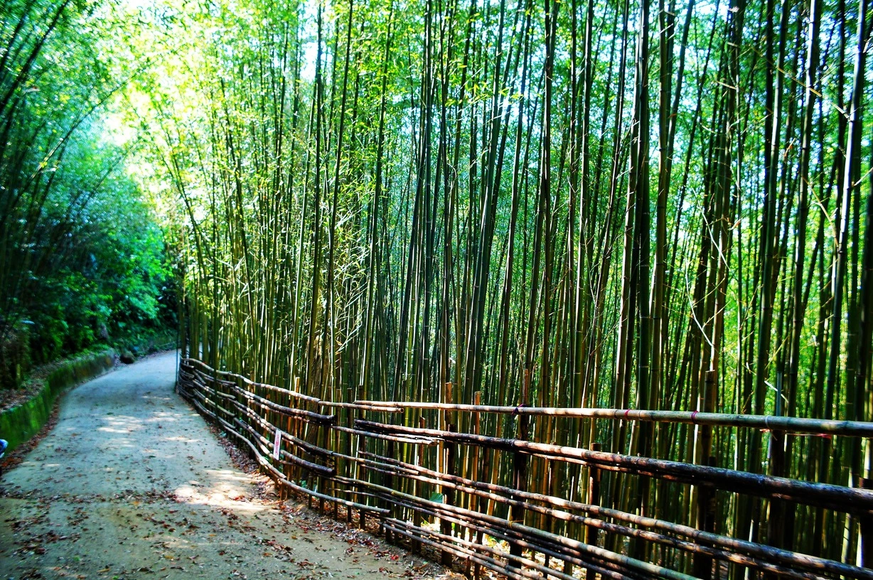 Bamboo Park DPR & Development Plan, Tripura